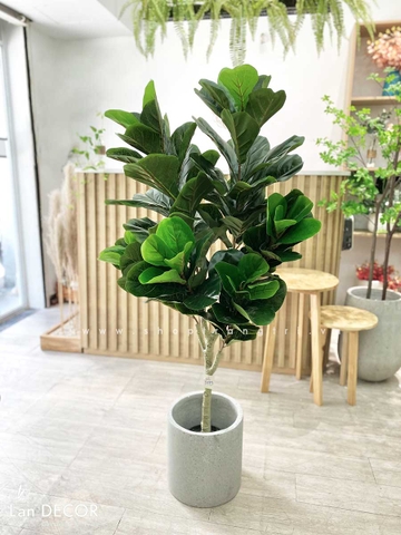 Cây bàng Sing trang trí Landecor ( 145cm) - LC3173