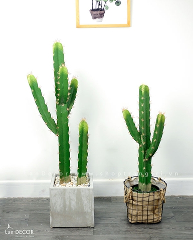 CHẬU CÂY XƯƠNG RỒNG ỐNG SA MẠC ĐỘC ĐÁO - CC190
