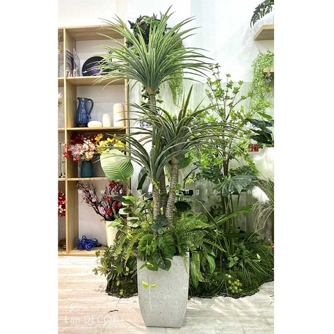 Cây phát tài núi Landecor  (165cm) - LC3159