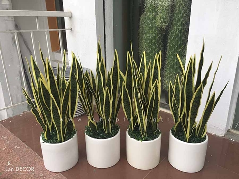 CHẬU CÂY LƯỠI HỔ TRANG TRÍ (80CM) - CC407