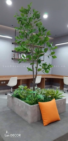 CÂY LÁ MỘC   (210cm) - LC5866