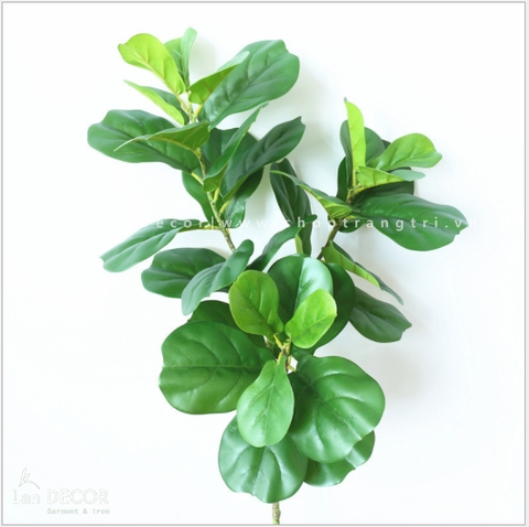 CHẬU CÂY BÀNG SINGAPORE 70CM - CC123