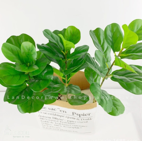 CHẬU CÂY BÀNG SINGAPORE 120cm - CC121