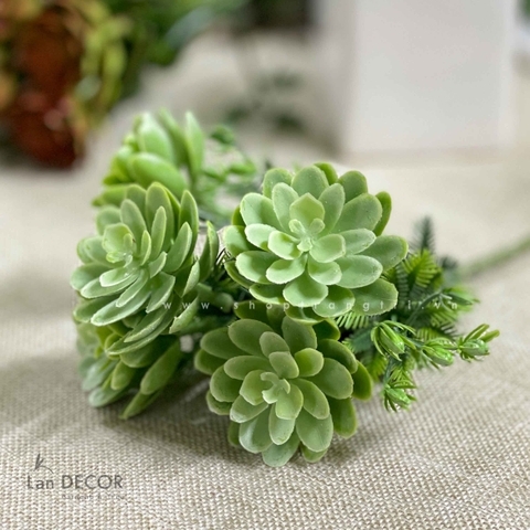 Sen đá  decor trang trí nhà cửa , chậu cây  -   Sen đá 45