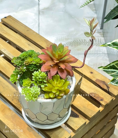 CHẬU SEN ĐÁ DECOR KHÔNG GIAN- CC856