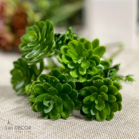 Sen đá  decor trang trí nhà cửa , chậu cây  -   Sen đá 45