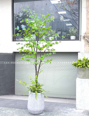 Cây Thạch Nam Nhật Bản Thiết Kế Không Gian Xanh (230cm)- CC1038