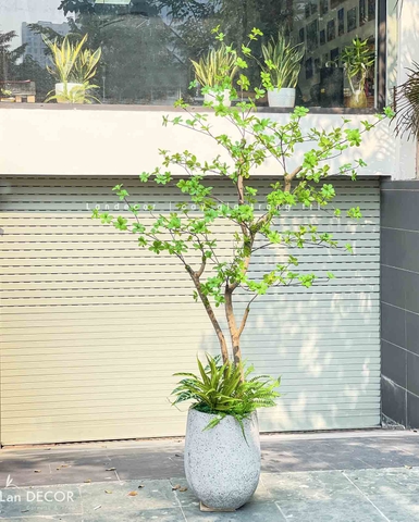 CHẬU CÂY THẠCH NAM TRANG TRÍ BẮT MẮT (190cm) - CC780
