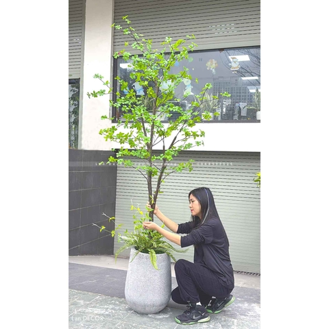 Cây Thạch Nam Nhật Bản Thiết Kế Không Gian Xanh (230cm)- CC1038