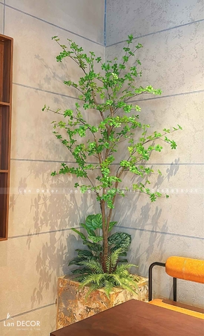 Cây Thạch Nam Tiểu Cảnh Trang Trí Quán Cafe (220cm)- CC1037
