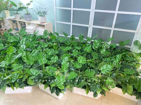 Tiểu Cảnh Văn phòng- Bồn Cành Lá Monstera Thiết Kế Lan Decor, Kiến Tạo Không Gian Xanh Tươi Mới (56x26x20cm)- BC209-SG