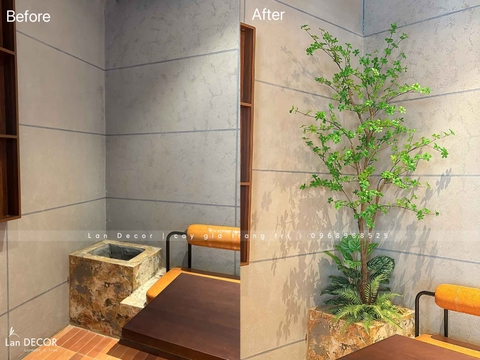 Cây Thạch Nam Tiểu Cảnh Trang Trí Quán Cafe (220cm)- CC1037