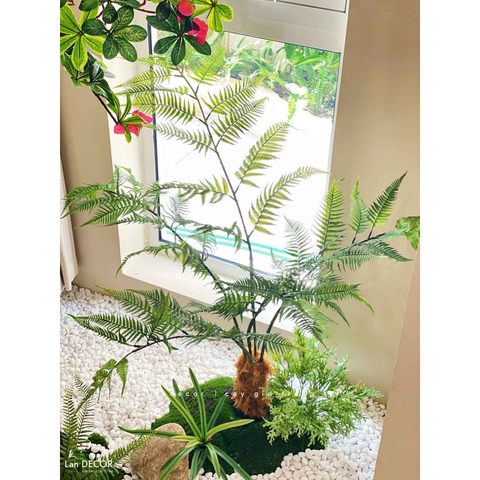 Dương Xỉ Tiểu Cảnh- Tiểu Cảnh Dương Xỉ Culi Điểm Nhấn Không Gian Thiết Kế (50X50X100cm)- CC1175