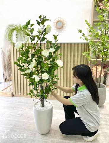 CÂY BẠCH TRÀ TRANG TRÍ NỘI THẤT LAN DECOR (1M40)- LC3012