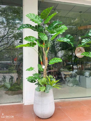 Cây Giả Trang Trí- Cây Trầu Bà Nam Mỹ Giả Trang Trí Nội Thất Phong Cách Tropical (170cm)- LC3536