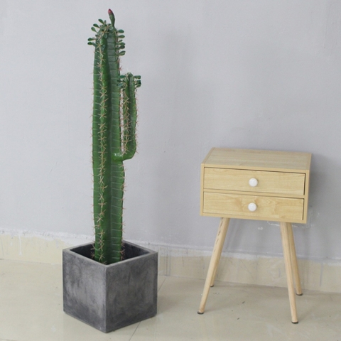 chậu cây xương rồng