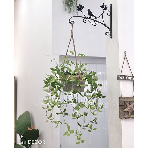 Giỏ kim ngân treo trang trí tiêu cảnh đẹp mắt Lan Decor - CC316