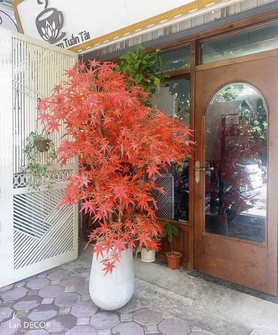 CHẬU CÂY PHONG LÁ ĐỎ ĐẸP ĐỘC ĐÁO LAN DECOR (200CM) - LC2787 ghep