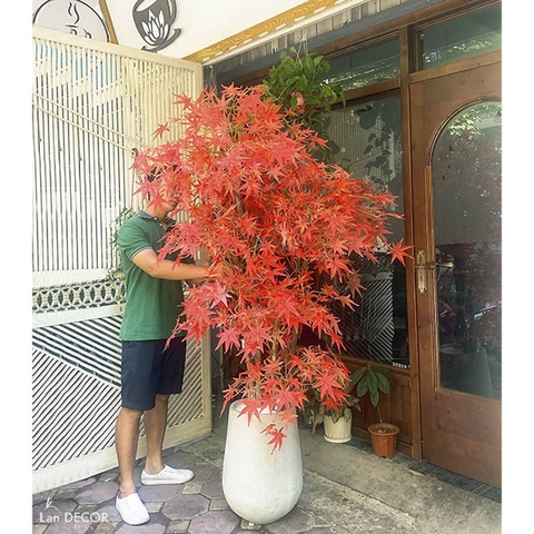 CHẬU CÂY PHONG LÁ ĐỎ ĐẸP ĐỘC ĐÁO LAN DECOR (200CM) - LC2787 ghep
