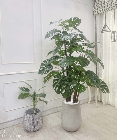 CHẬU CÂY LÁ RÙA TRANG TRÍ NỘI THẤT LAN DECOR (195cm) - LC2691-ghep