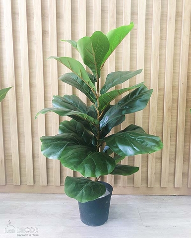 Cây bàng Singapore để bàn trang trí nhà đẹp (60cm) - LC428-2