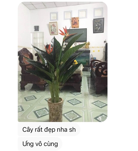 CÂY THIÊN ĐIỂU PHỐI TIỂU CẢNH PHONG CÁCH NHIỆT ĐỚI (100cm) - LC2947 MIX