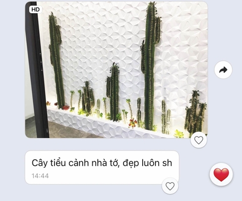 chậu cây xương rồng