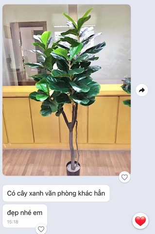 cây bàng giả