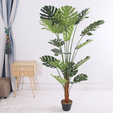 Cây Monstera trang trí nhà đẹp Landecor (150cm) - LC3058