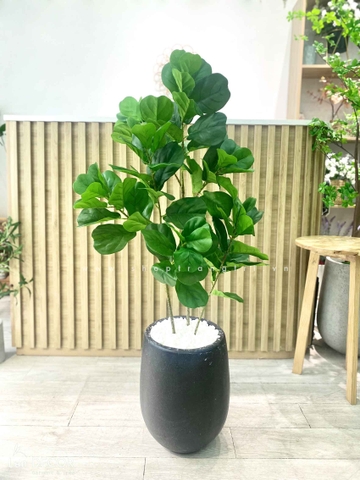 TỔNG HỢP CÁC MẪU CHẬU CÂY BÀNG SINGAPORE TRANG TRÍ TIỂU CẢNH XANH MÁT