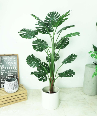 Cây Monstera trang trí nhà đẹp Landecor (150cm) - LC3058