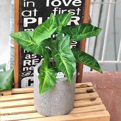 CÂY LÁ MÔN TRANG TRÍ NHÀ ĐẸP (40cm) - LC3258