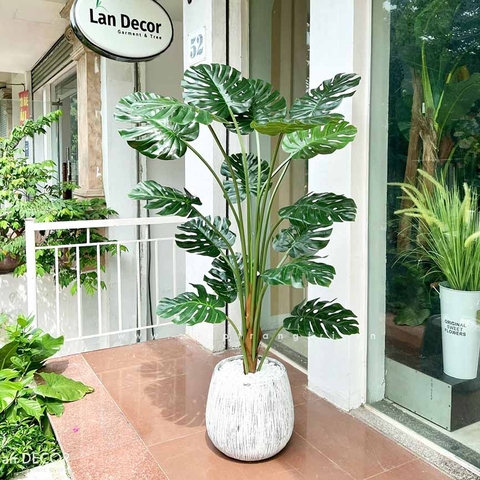 Cây Monstera trang trí nhà đẹp Landecor (150cm) - LC3058