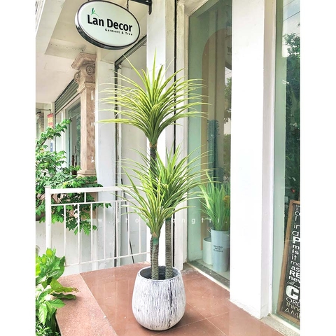 Cây phát tài núi Landecor  (165cm) - LC3159