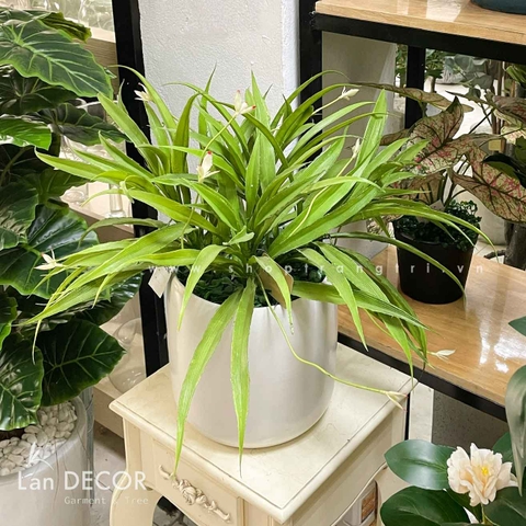 Chậu lan trắng để bàn LanDecor  - CC486