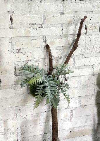 Quả cầu rêu dương xỉ lá bạc treo trang trí decor nội thất, quán cà phê,cửa tiệm Lan Decor - CC618