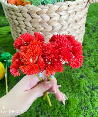 Sen đá  decor trang trí nhà cửa , chậu cây  -   Sen đá 29