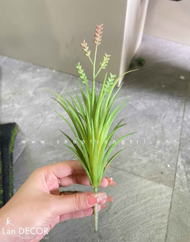 Sen đá  decor trang trí nhà cửa , chậu cây  -   Sen đá 29