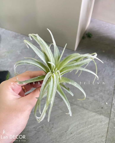 Sen đá  decor trang trí nhà cửa , chậu cây  -   Sen đá 29