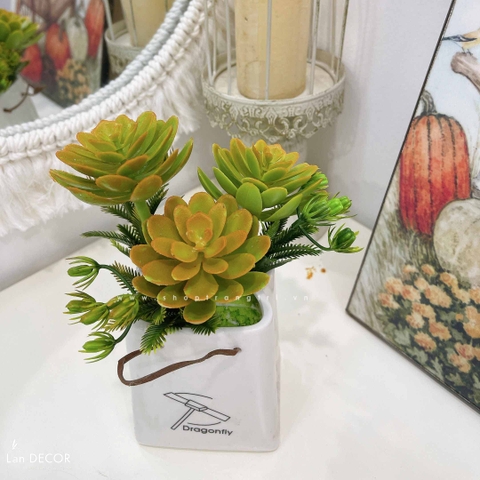 CHẬU SEN ĐÁ HÌNH TÚI DECOR NHÀ ĐẸP- CC728