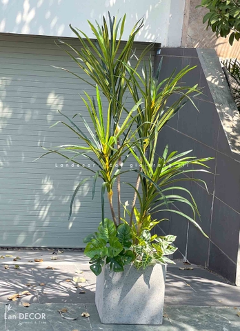 CÂY LÁ KIM MIX CHẬU GIỌT NƯỚC PHONG CÁCH HIỆN ĐẠI- LC2902-3mix2