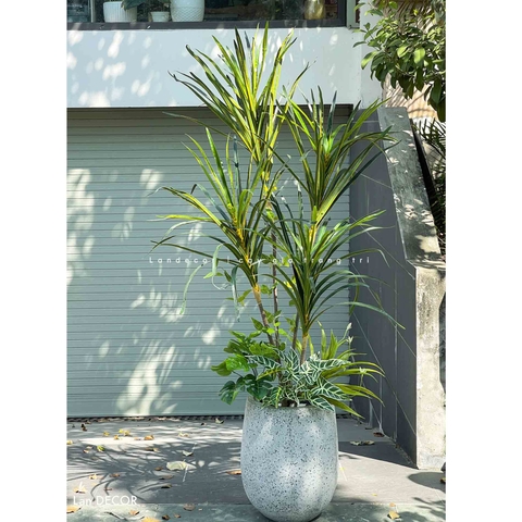 CÂY LÁ KIM MIX CHẬU GIỌT NƯỚC PHONG CÁCH HIỆN ĐẠI- LC2902-3mix2