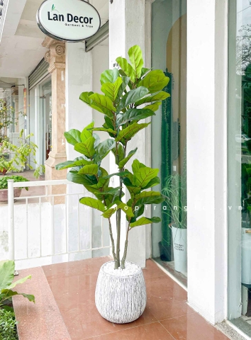 TỔNG HỢP CÁC MẪU CHẬU CÂY BÀNG SINGAPORE TRANG TRÍ TIỂU CẢNH XANH MÁT