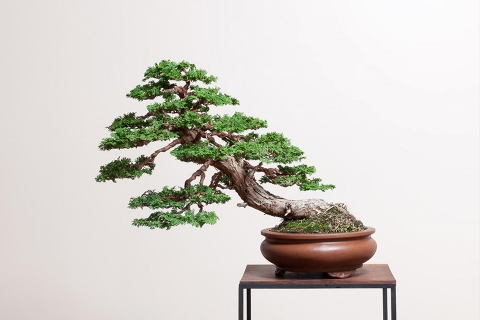 Gỗ bách cao cấp Nhật Bản - Hinoki