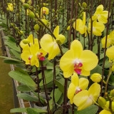 Lan hồ điệp mã Y04