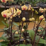 Lan hồ điệp mã Y06