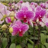 Lan hồ điệp mã P09