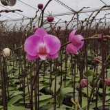 Lan Hồ Điệp mã P13