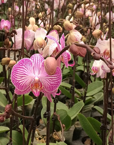 Lan hồ điệp mã TS01