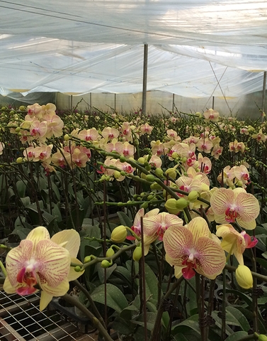 Lan hồ điệp mã Y08